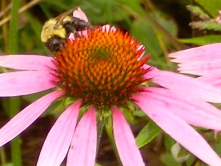 Echinacea Online now