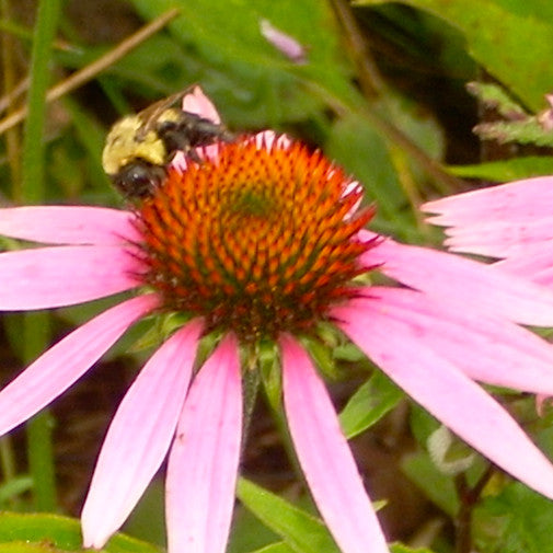 Echinacea Online now