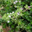 Lemon Thyme Sale