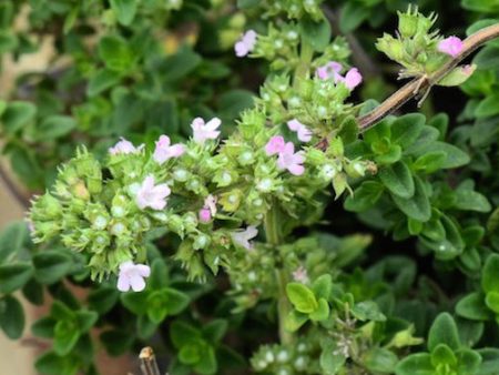 Lemon Thyme Sale