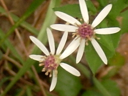 Wood Aster on Sale