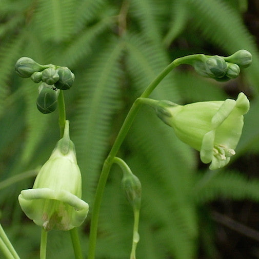 Irlbachia Alata Sale