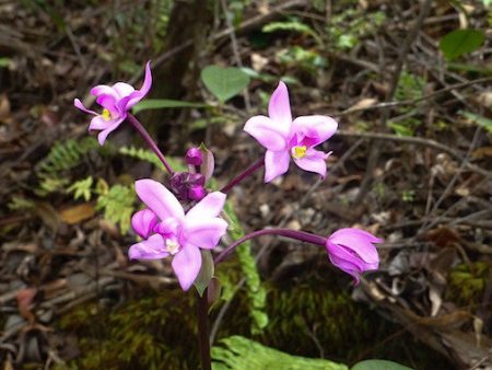 Maui Orchid Sale