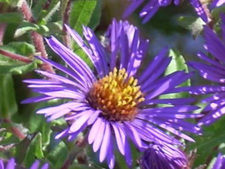 Purple Aster Online now