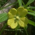 Willow Primrose For Sale