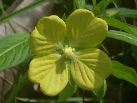 Willow Primrose For Sale