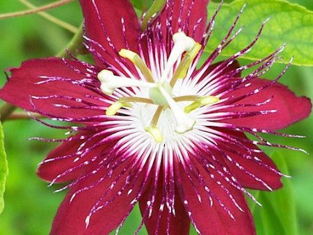 Red Passionflower Online now