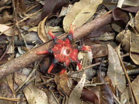 Starfish Stinkhorn Mushroom Sale