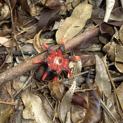 Starfish Stinkhorn Mushroom Sale