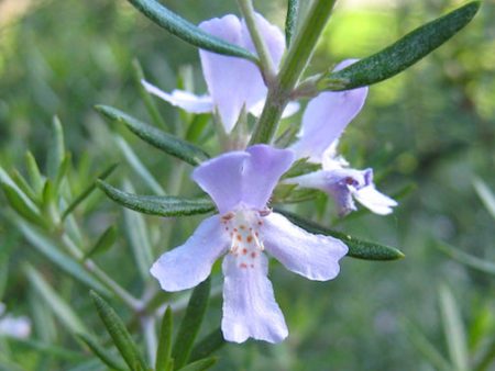 Rosemary Online