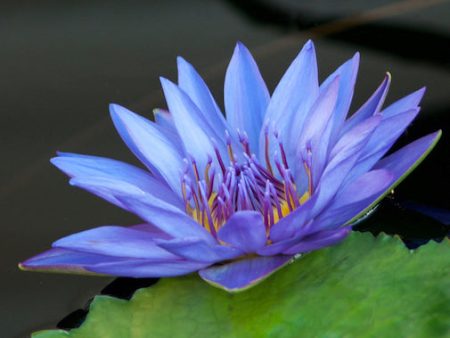 Blue Lotus Online Hot Sale