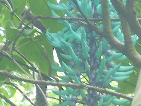 Jade Vine For Sale