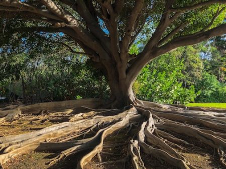 Banyan Tree For Cheap