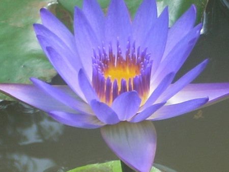 Purple Water Lily Sale