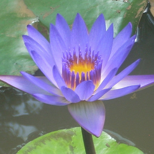 Purple Water Lily Sale