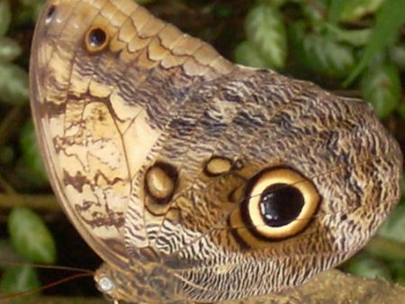 Owl Butterfly Fashion