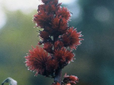 Castor Bean Fashion