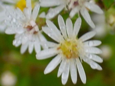 Bushy White Aster Sale