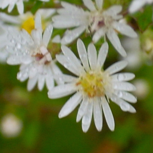 Bushy White Aster Sale