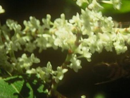 Japanese Knotweed Online