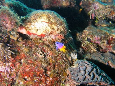 Red Coral For Sale