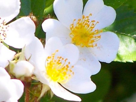 Dog Rose Sale