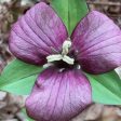 Lavender Trillium Fashion