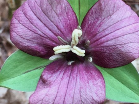 Lavender Trillium Fashion