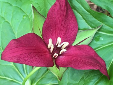 Red Trillium Online Hot Sale