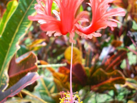 Hibiscus Schizopetalus Online now