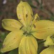 Sunray Lily Sale