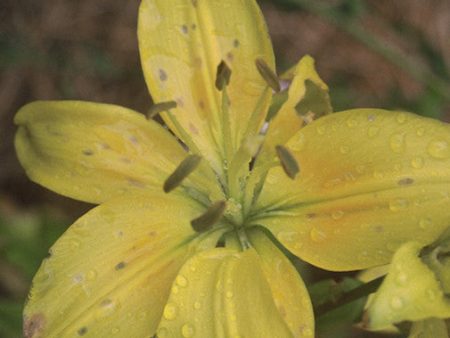 Sunray Lily Sale