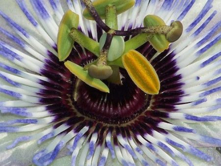 White-Blue Passionflower Hot on Sale