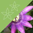 Rainbow Passionflower Sale