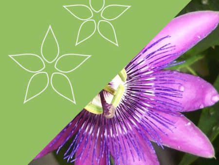 Rainbow Passionflower Sale