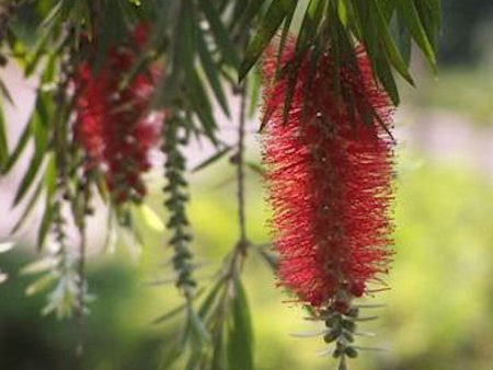 Bottle Brush Tree Cheap