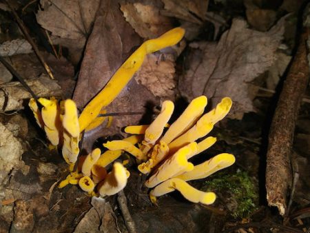 Clavulinopsis Fusiformis For Sale