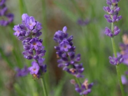 Lavender on Sale