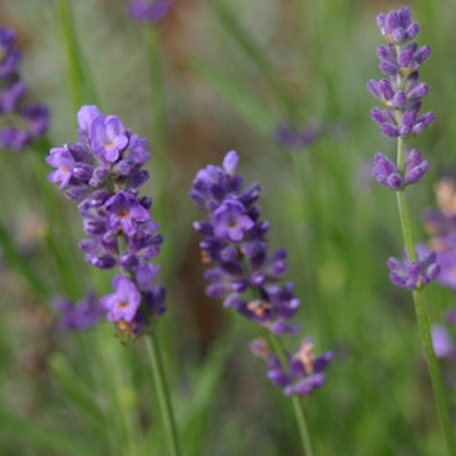 Lavender on Sale