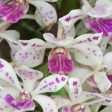 Dendrobium Gigantea Online now