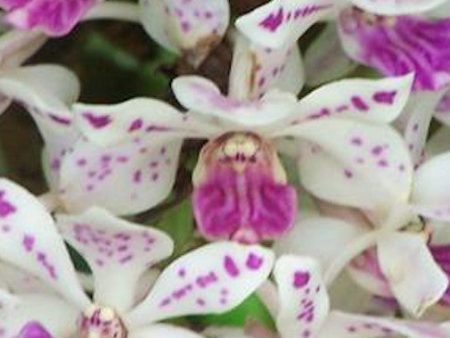 Dendrobium Gigantea Online now