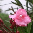 Pink Oleander For Sale