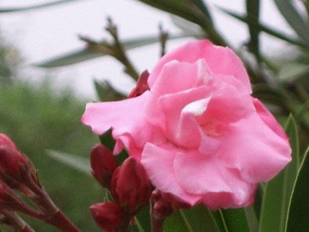 Pink Oleander For Sale