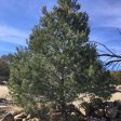 Piñon Pine Supply