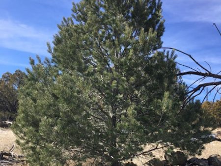 Piñon Pine Supply