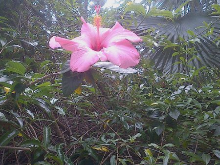 Pink Hibiscus Fashion