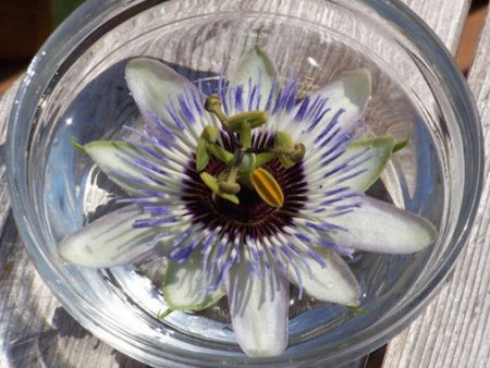 White Passionflower Online