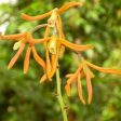 Encyclia For Discount