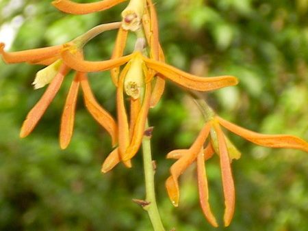 Encyclia For Discount