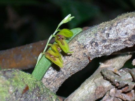 Bulbophyllum Supply